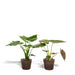 Alocasia Wentii - Sæt Med 2 Planter - Gaveæske