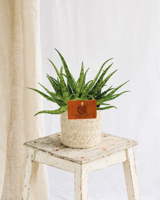 Aloe Edderkop