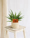 Aloe Edderkop