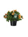 Alstroemeria Appelsintræ
