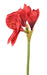 Rød Kunstig Amaryllis Med Stængel 60 Cm