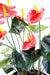 Kunstig Anthurium I Rød Potte Interiør Dekoration 50Cm