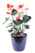 Kunstig Anthurium I Rød Potte Interiør Dekoration 50Cm