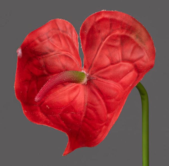Kunstig Anthurium Rød Stilk 66 Cm Blomsterdekoration