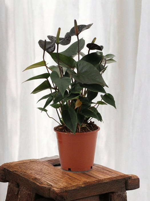 Anthurium Sort Kærlighed
