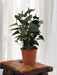 Anthurium Sort Kærlighed