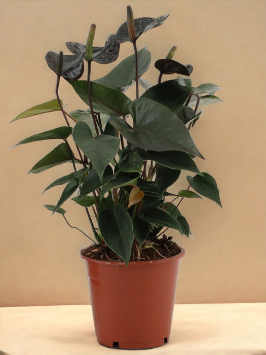 Anthurium Sort Kærlighed