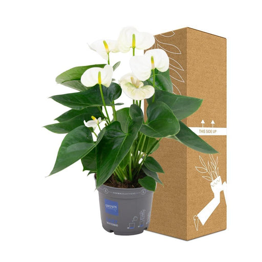 Hvid Anthurium