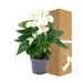 Hvid Anthurium