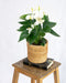 Hvid Anthurium