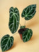 Anthurium Crystallinum
