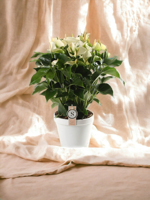 Hvidblomstrende Anthurium