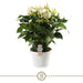 Hvidblomstrende Anthurium