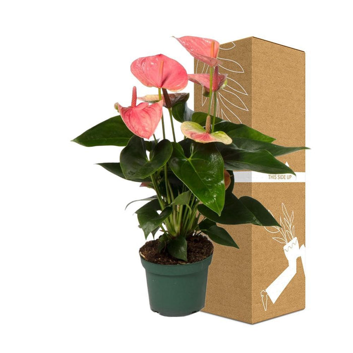 Anthurium Ferskendug
