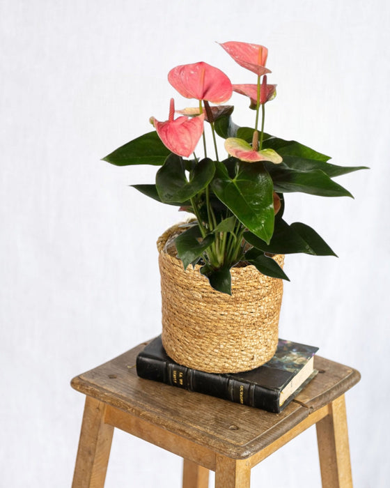 Anthurium Ferskendug