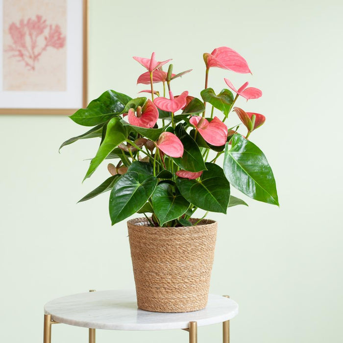 Pink Anthurium Og Dens Potte