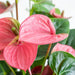 Pink Anthurium Og Dens Potte