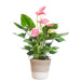Pink Anthurium Og Dens Potte