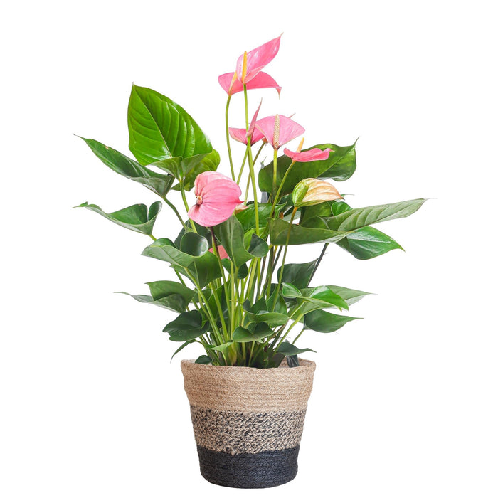 Pink Anthurium Og Dens Potte