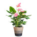 Pink Anthurium Og Dens Potte