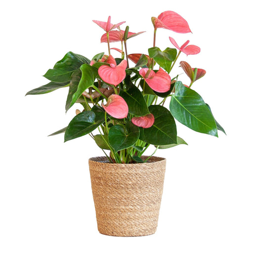 Pink Anthurium Og Dens Potte