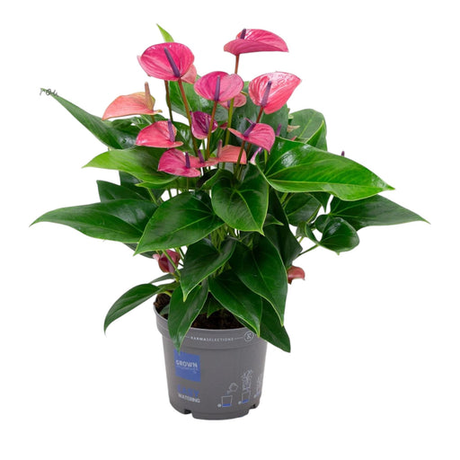 Pink Anthurium