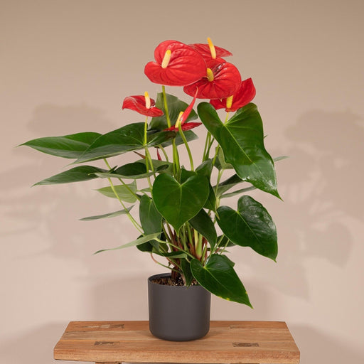 Rød Anthurium