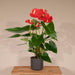 Rød Anthurium