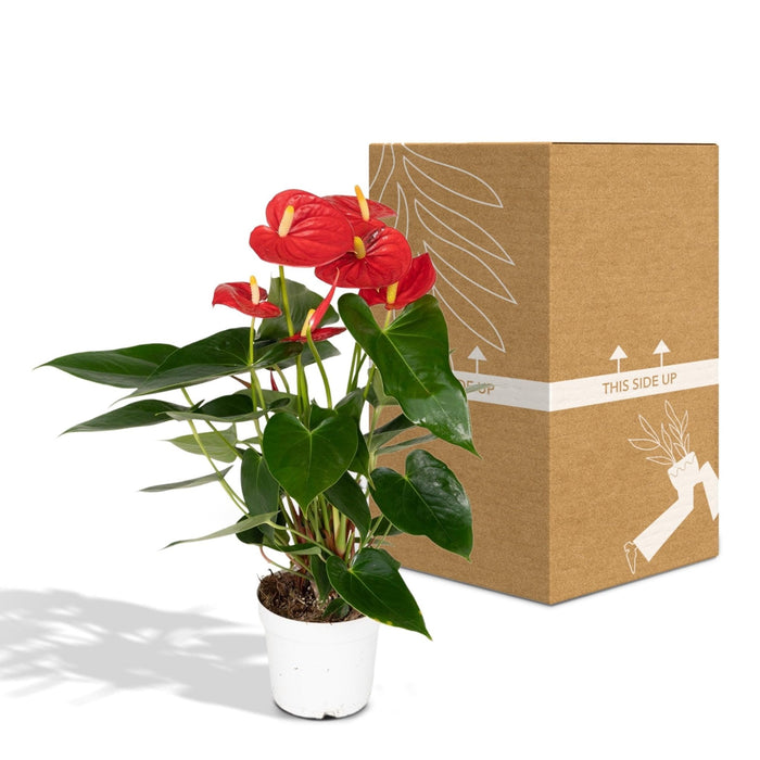 Rød Anthurium
