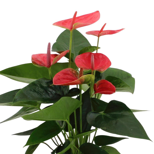 Rød Anthurium Og Dens Flødepotte