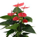 Rød Anthurium Og Dens Flødepotte