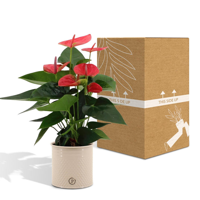 Rød Anthurium Og Dens Flødepotte