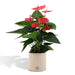 Rød Anthurium Og Dens Flødepotte