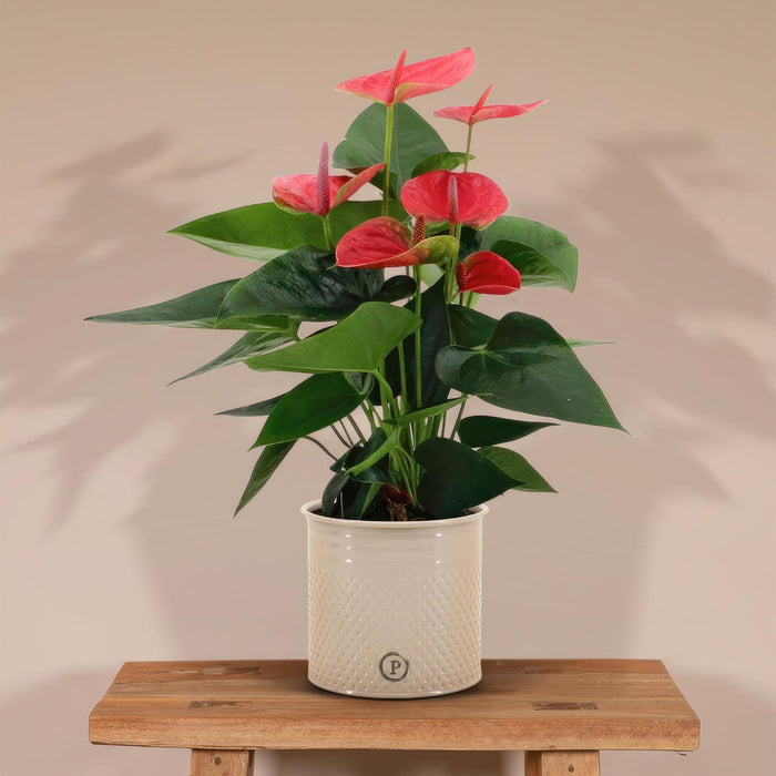 Rød Anthurium Og Dens Flødepotte