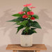 Rød Anthurium Og Dens Flødepotte