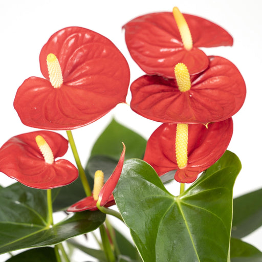 Rød Anthurium