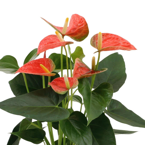 Anthurium Andreanum Prince Of Orange Inkl. Ren Zink - 45Cm - Ø12