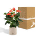 Anthurium Andreanum Prince Of Orange Inkl. Ren Zink - 45Cm - Ø12
