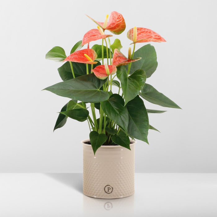 Anthurium Andreanum Prince Of Orange Inkl. Ren Zink - 45Cm - Ø12