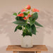 Anthurium Andreanum Prince Of Orange Inkl. Ren Zink - 45Cm - Ø12