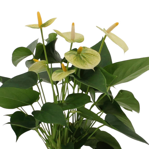 Anthurium Andreanum Vanilje Inkl. Ren Zink - 45Cm - Ø12