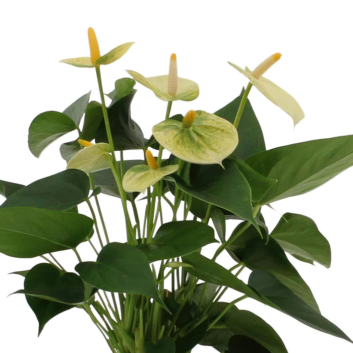 Anthurium Andreanum Vanilje Inkl. Ren Zink - 45Cm - Ø12