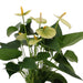 Anthurium Andreanum Vanilje Inkl. Ren Zink - 45Cm - Ø12