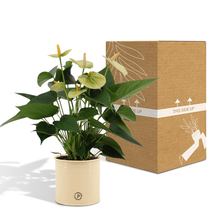 Anthurium Andreanum Vanilje Inkl. Ren Zink - 45Cm - Ø12