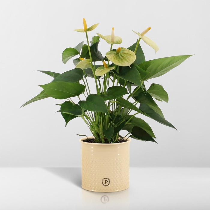 Anthurium Andreanum Vanilje Inkl. Ren Zink - 45Cm - Ø12