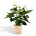 Anthurium Andreanum Vanilje Inkl. Ren Zink - 45Cm - Ø12