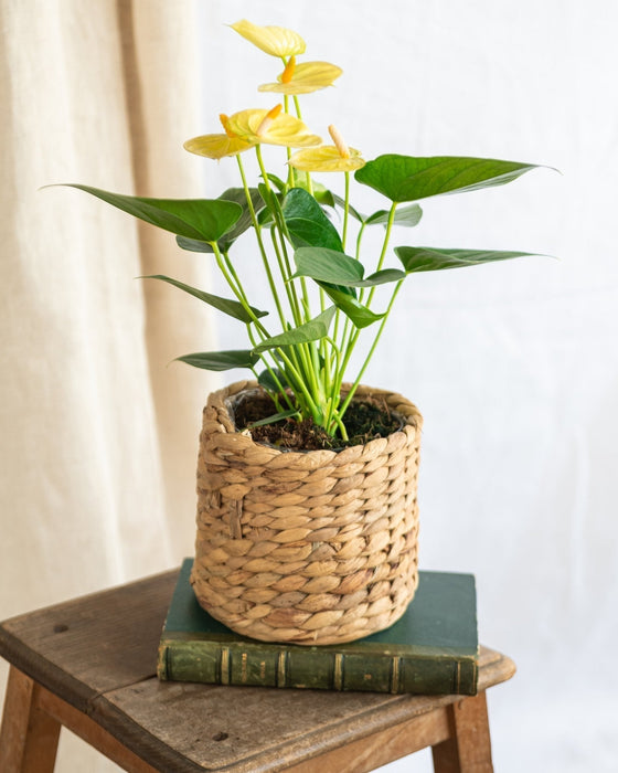 Anthurium Citron