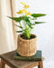 Anthurium Citron