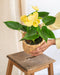 Anthurium Citron
