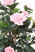 Kunstig Camellia Japonica Træ 12 Blomster 160 Cm